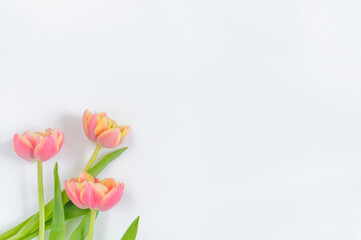 A small bouquet of pink tulips on a white background with copy space. View from above. Holiday card design mockup