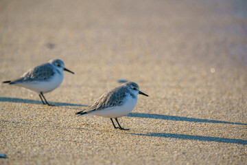 Sanderling (Calidris alba) feeding on the seashore