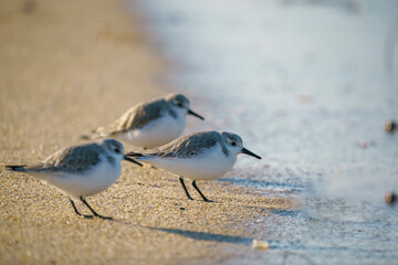 Sanderling (Calidris alba) feeding on the seashore