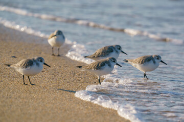 Sanderling (Calidris alba) feeding on the seashore