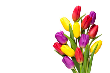 Multicolored spring flowers, tulip on a gray background.