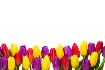 Multicolored spring flowers, tulip on a gray background.