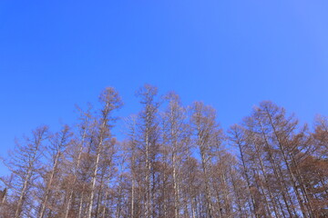 冬のカラマツ林と青空
