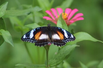 butterfly on flower