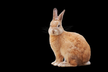 Brown Rabbit on Black background Free Clipping path for Easter concept