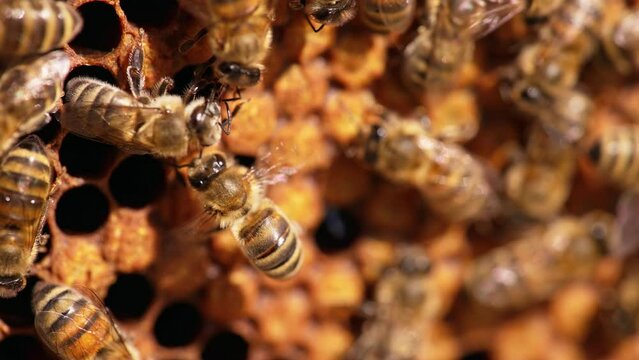 Bees crawling over the cells and waving their fragile wings. Macro shot of bee colony working on the frame. Close up.