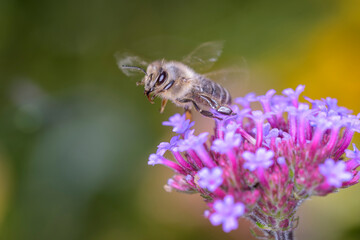 Bee - Apis mellifera - pollinates Verbena bonariensis
