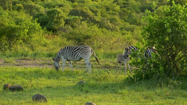 Zebras im Naturreservat Hluhluwe Nationalpark S&uuml;dafrika