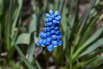 Muscari bloom on the lawn in the garden. Muscari (lat. Muscari) is a genus of bulbous plants in the...