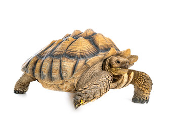 African spurred tortoise in studio