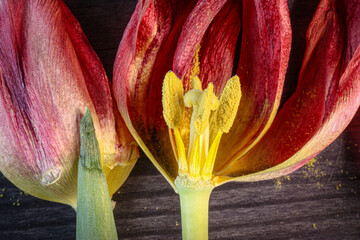 Closeup of stamens with pollen and pistil of a withered tulip.