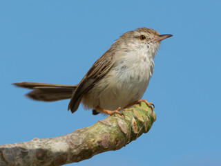 Delicate Prinia