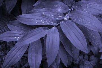 Tropical leaves with droplets, the trending color of 2022, very peri, natural background.