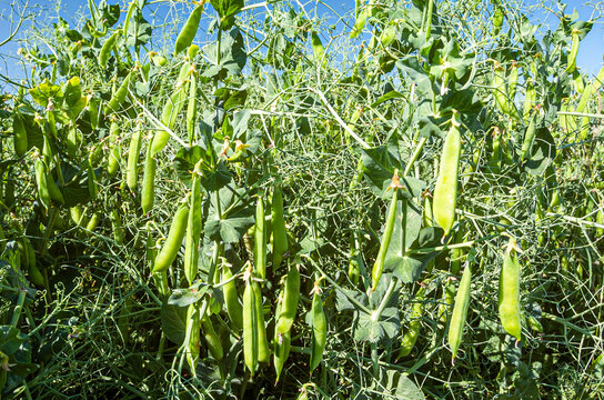 Champ de pois. Gousse matures. Protéagineux
