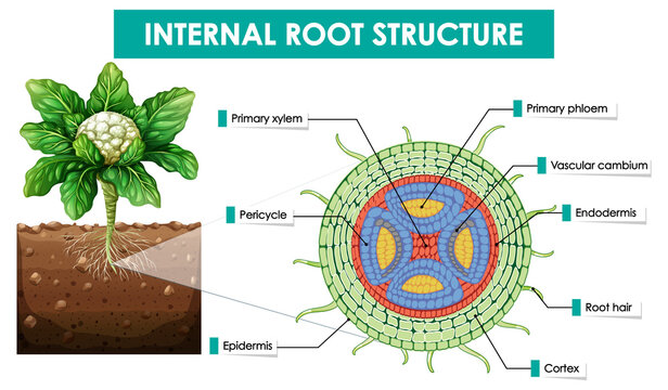 Diagram showing internal root structure