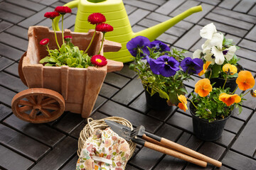 Composition with flowers and gardening tools on wooden background