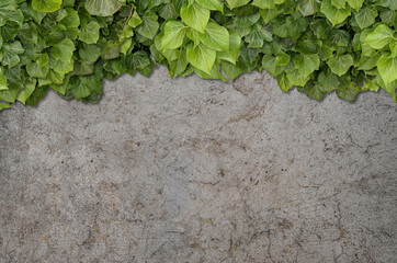 Old Texture brick wall, background, detailed pattern covered in ivy