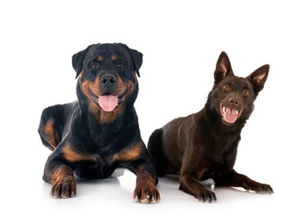 Fototapeta premium Australian Kelpie and rottweiler in studio
