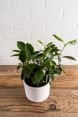 Citrus tangerine mini tree in a white ceramic pot on a wooden table against a white brick wall. a fashion trend in the home interior.