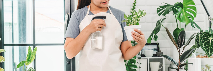 Asian woman is cleaning and care plants at home.Housework and botany concept