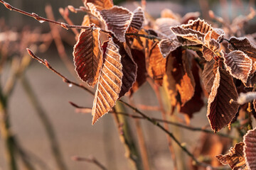 Frozen autumn colored leaves