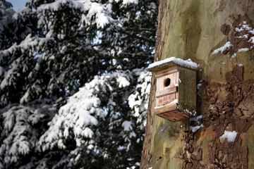 birdhouse on tree in winter. 