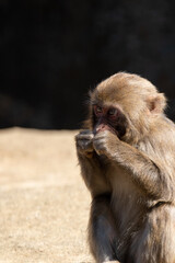 可愛いニホンザル