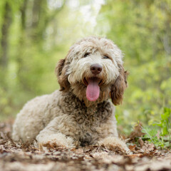Young labradoodle portrait outside laying on ground with tongue sticked out 
