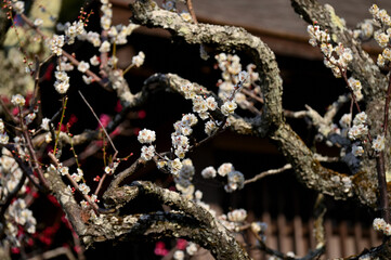 白い梅と紅い梅