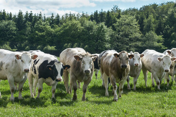 Fototapeta na wymiar Belgian white blue meat cattle cow bull in meadow