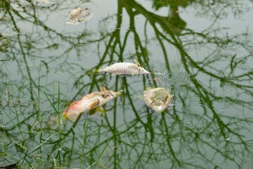 Dead fish floated in the contaminated water, water pollution