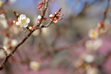 白い梅と紅い梅
