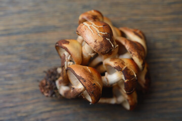 Edible mushrooms - delicious and healthy dietary food