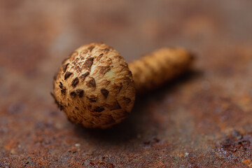 Edible mushrooms - delicious and healthy dietary food