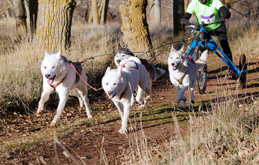 Dogs and its musher taking part in a popular canicross with a tricycle.