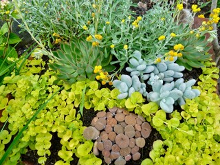 Aerial view of different succulents and plants in rock garden.