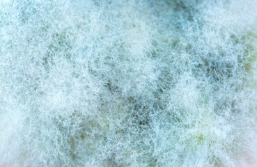 Mold close-up macro. Moldy fungus on food. Fluffy spores mold as a background or texture. Mold...