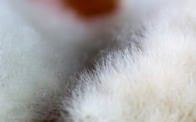Mold close-up macro. Moldy fungus on food. Fluffy spores mold as a background or texture. Mold...