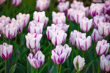Blooming tulips in Holland. Field of white - pink tulips close-up as a concept of the holiday and spring. Pink and red tulips at the Holland Flower Festival.