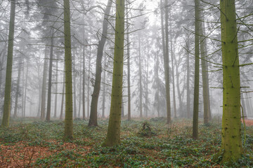Foggy forest and trails in winter