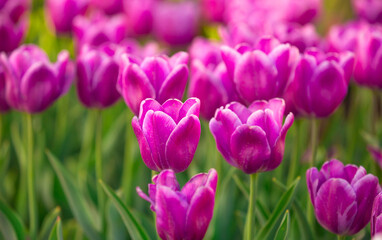 Fototapeta premium Blooming Tulips. Spring floral background. Field of bright beautiful tulips close-up. Pink and purple tulips at a flower festival in Holland. long banner