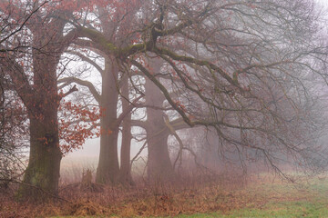 Obraz na płótnie Canvas Foggy forest and trails in winter