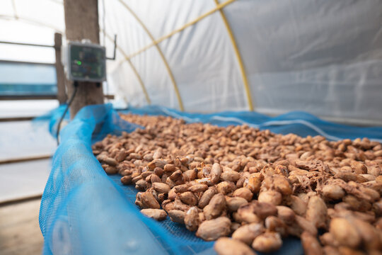 Cocoa beans drying process by sunlight in the seed solar dryer greenhouse with the intelligent control device.