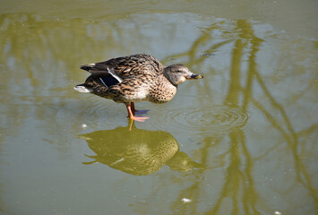 Wild duck in a frozen pond winter time