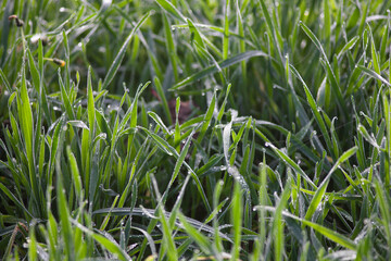Green grass with hoarfrost in autumn morning