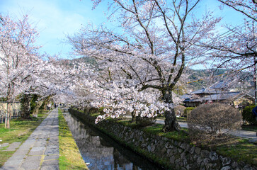 京都の春　哲学の道