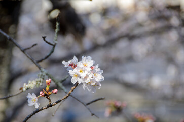 京都の春　哲学の道