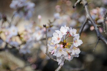 京都の春　哲学の道
