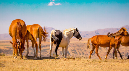 Horses gallop over mountains and hills. A herd of horses grazes in the autumn meadow. Livestock...