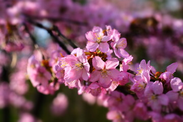 Cherry blossoms in the Japanese garden. Spring flowering. Pink cherry blossom. Spring. Flowers.